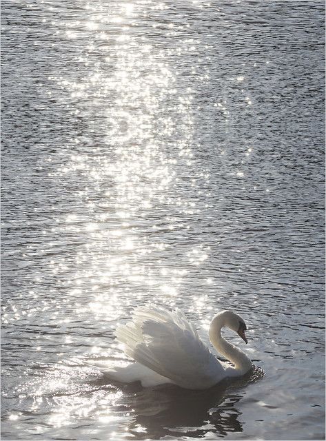 Swan Wallpaper, Night Study, Study Vibes, Swan Princess, Photographie Inspo, White Swan, Pretty Animals, Swan Lake, Ethereal Art