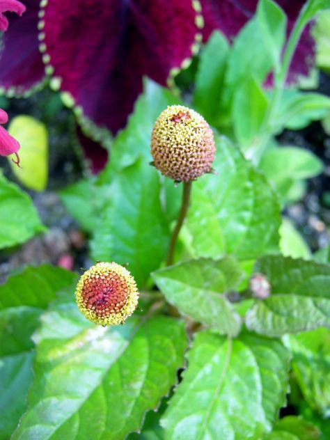 Grow this odd, little-known herb. Spilanthes, also known as the "toothache plant." Toothache Plant, Kitchen Herb Garden, Hospital Visit, Herb Garden In Kitchen, Alternative Healing, Healing Herbs, Favorite Flowers, Medicinal Herbs, Herb Garden