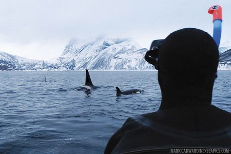 The cold and crystal clear fjord-fed waters of Norway are a perfect site to spot pods of orcas. Orcas are especially plentiful in the wintertime when they come to gorge on large amounts of herring in these waters. They are found all over the world but are most commonly seen in the Arctic and Antarctica, as well as off the western coasts of the US and Canada. Diving With Orcas, Norway Trip, Navy Diver, 3d Printing Architecture, Mental Break, Scuba Diving Equipment, Scuba Dive, Orca Whales, Apex Predator