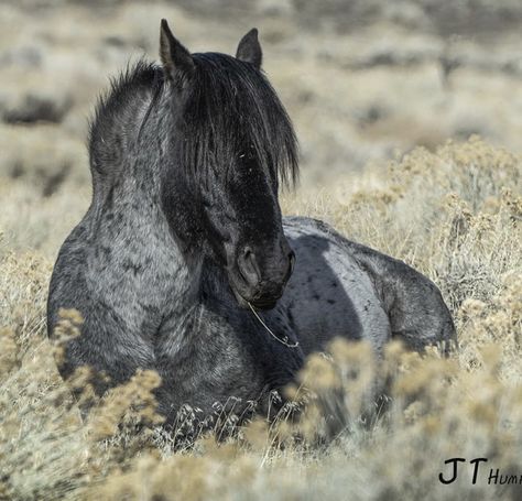 Blue Roan Mustang, Grey Mustang Horse, Blue Roan Horse, Mustang Blue, Roan Horse, Wild Horses Mustangs, Wild Horses Photography, Horse Markings, Horse Inspiration