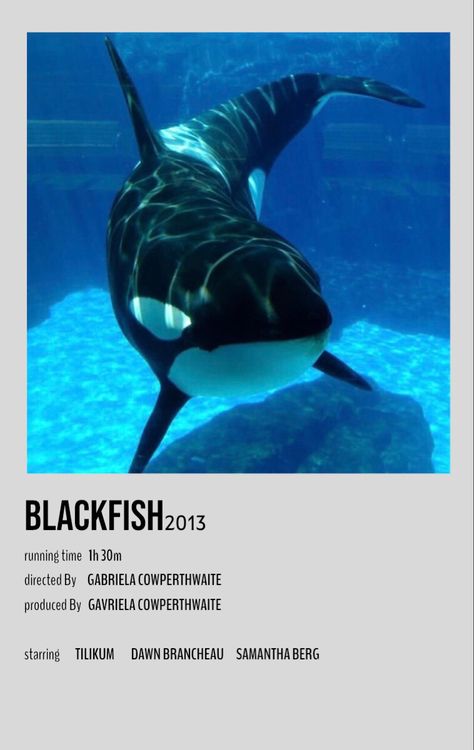 Tilikum Orca, Orca Whales, Marine Biology, Killer Whales, Marine Animals, Sea World, Animals