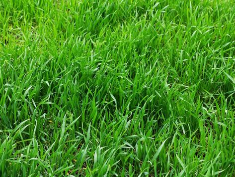 Drought-Tolerant Lawn Grasses — 5 Green Covers That Will Thrive In Dry Conditions - NewsBreak Fescue Grass Seed, Tall Fescue Grass, Drought Tolerant Grass, Rye Grass, Fescue Grass, Grass Species, Zoysia Grass, Grass Alternative, Tall Fescue