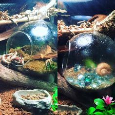 Beta Fish Bowl Ideas, Fish Bowl Ideas, Hermit Crab Cage, Fish Taco Bowl, Crab Habitat, Hermit Crab Homes, Crab Tank, Hermit Crab Habitat, Hermit Crab Tank