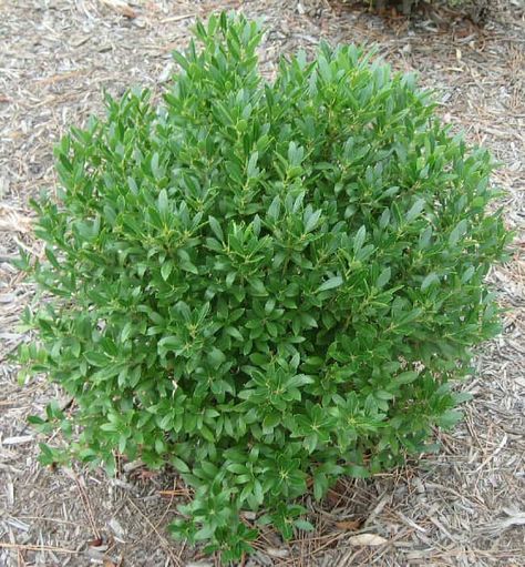 Our Top 6 Replacements for Your Overgrown Shrubs - Landscape Design, Installation, Maintenance and Native Plant Nursery | Lauren's Garden Service Inkberry Holly, Holly Shrub, Shrubs For Landscaping, Low Growing Shrubs, Holly Bush, Evergreen Hedge, Hosta Plants, Plant Catalogs, For The Birds