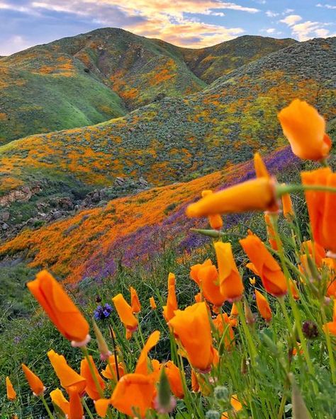 🇻​🇦​🇱​🇪​🇷​🇮​🇦 on Instagram: "Happy 1st day of SPRING!🪻🌸🌼🌷 #spring #springtime #superbloom #fieldflowers #flowers #wildflowers #cali #california #socal #californiasuperbloom #poppies" Poppy California, Happy 1st Day Of Spring, California Poppy Flower, Whimsy Garden, 1st Day Of Spring, California Wildflowers, Poppy Wallpaper, California Poppies, California Poppy