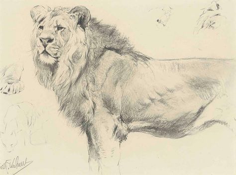 Wilhelm Kuhnert Lion Drawings Of Lions, Lion Sketches, Wilhelm Kuhnert, Lion Anatomy, Inspirational Sketches, Animal Studies, Lion Sketch, Lion Artwork, Pencil Drawings Of Animals