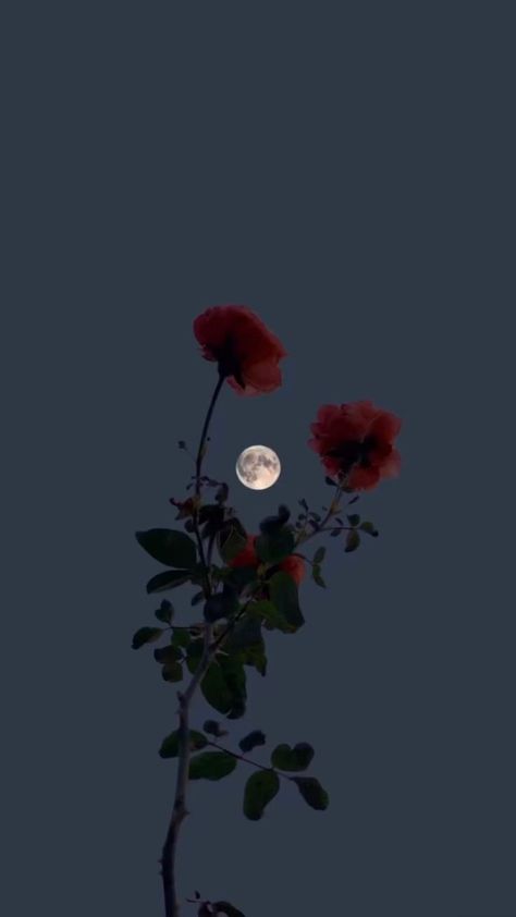 Flower And Moon Wallpaper, Iphone Wallpapers Dark, Wallpaper Ideas Iphone, Interior Design Wallpaper, Wallpapers Dark, Iphone Wallpaper Ideas, Red Roses Wallpaper, Love Couple Wallpaper, Aesthetic Roses