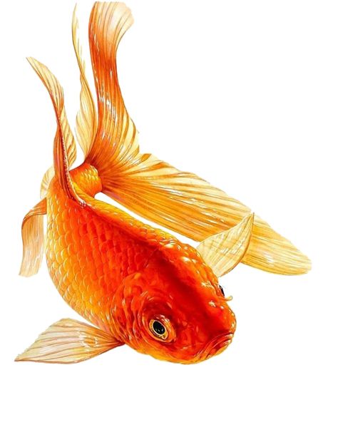 Goldfish Reference, Goldfish Photography, Drawing Koi Fish, Cute Gold Fish, Gold Fish Art, Drawing Fish, Close Up Art, Goldfish Art, Koi Fish Drawing