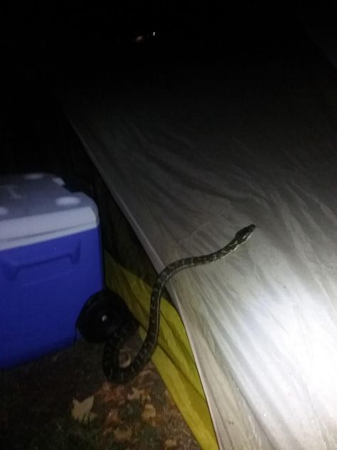 Had a visitor on a rainy night in Australia. Australia Camping, Austin Miller, Nandi Hills, Wild Camping, Army Pics, Rainy Night, Sunrise Photography, The Act, Camping Hiking