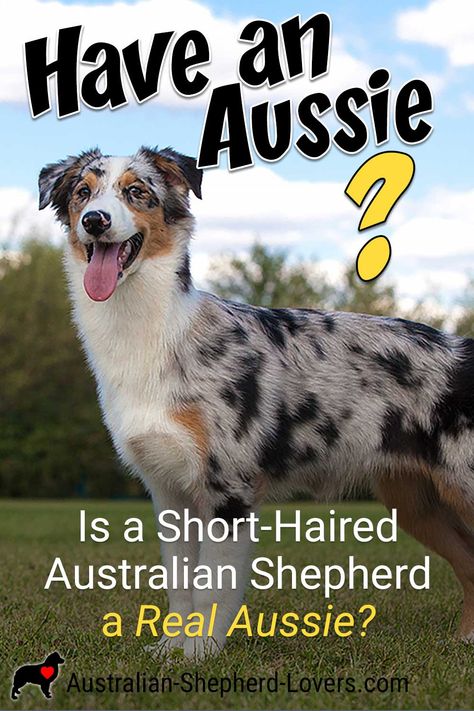 Australian Shepherd Colors, Australian Shepherd Training, Shepherd Dog Breeds, Australian Shepherd Dogs, Blue Merle, Pet Care Tips, Sporting Dogs, Hair Length, Australian Shepherd