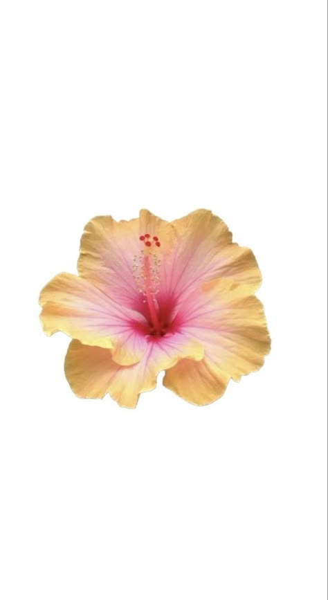 Hibiscus Flower Matching Wallpaper, Hibiscus Flower Nails Yellow And Pink, Matching Flower Wallpaper, Hibiscus Flower Wallpaper, Hibiscus Image, Hibiscus Wallpaper, Flowers Letters, Wallpaper Horizontal, Hawaii Flowers