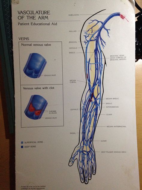 Upper extremity venous Cardiovascular Sonography, Doppler Ultrasound, Cardiology, Study Time, New Journey, Ultrasound, Biology, Anatomy, Medicine