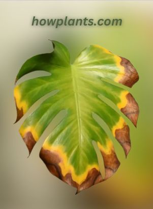 Reason of yellow and brown spots on the surface of Monstera leaves Yellowing Monstera Leaves, Monsters Plant Care, Monstera Yellow Leaves, Monstera Leaves Turning Yellow, Brown Spots On Monstera Leaves, Monstera Care Guide, Monstera Deliciosa Indoor, Monstera Deliciosa Care, Plant Deficiencies