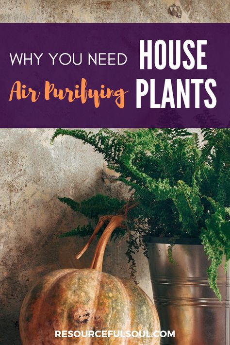 Air purifying House plants are great for allergies as they are air purifying and help detox our homes. Some plants are easy to care for and you can even find some that need no sun! Purple Flowers Garden, Easy House Plants, Air Purifying House Plants, Home Air Purifier, Household Plants, Greenhouse Plans, Indoor Fountain, Air Purifying Plants, Air Purifying