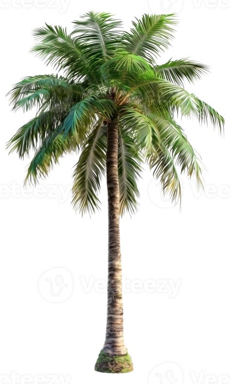 Beach Palm Tree Palm Tree Architecture, Palm Tree Illustration, Palm Tree Png, Gold Texture Background, Evergreen Landscape, Beach Scene Painting, Nature Elements, Scene Painting, Carnival Themed Party