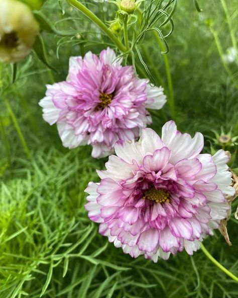 JARDIN de FLEUR | Flower Garden Seeds | Australia on Instagram: "More Cosmos floral beauties… Double Click Bicolor Rose. Our Cosmos flowers are such a delight at the moment. 💕 #cosmosflowers #cosmosdoubleclickbicolorrose #gardenlove #underthefloralspell #prettyfrillyflowers #beautifulblooms" Cosmos Picotee, Cosmos Candy Stripe, Cosmos Seashells, Cosmos Apricotta, Cosmos Sensation, Cosmos Flowers, Flowers Blooming, Sustainable Home, Garden Seeds