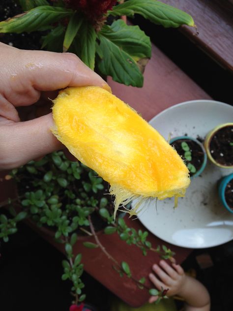 Mango seed shell. Mango Seed, Corn, Seeds, Mango, Home And Garden, Quick Saves