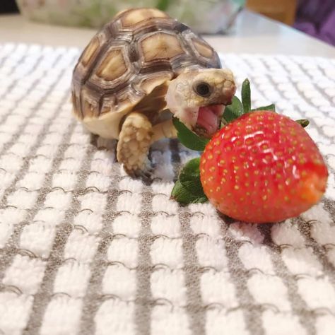 Eating Strawberry, Cute Tortoise, Pet Turtle, Cut Animals, Cute Reptiles, Tortoise Turtle, Enjoy The Journey, Pet Mom, Cute Turtles