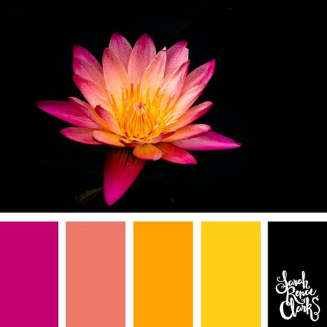 Pink and yellow  colors for Spring/Summer 2019!  Pantone Color Palette by Sarah Renae Clark Lotus Colour Palette, Sarah Renae Clark Color Palettes, Lotus Color Palette, Black And Yellow Color Palette, Flamingo Color Palette, Pink And Yellow Color Palette, Pink Color Combinations, 3 Color Combinations, Best Color Combinations