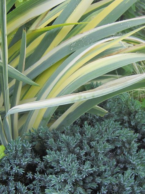 Variegated Iris, Blue Star Juniper, Landscaping Business, One Hit Wonder, Landscaping Inspiration, Plant Combinations, Shade Plants, Blue Star, Back Garden