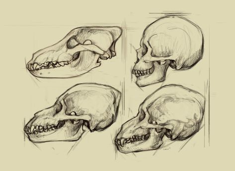 Werewolf Skull, Skull Studies, Wolf Human, Wolf Skull, The Werewolf, Werewolf Art, Skull Drawing, Human Skull, Anatomy Drawing