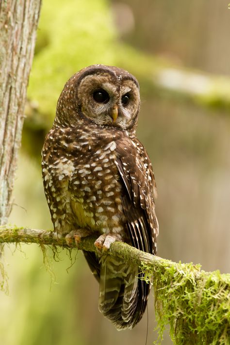 Barred Owl Photography, Northern Spotted Owl, Endangered Species Art, Spotted Owl, Endangered Plants, Owl Wings, Owl Photography, Spotted Animals, Barred Owl