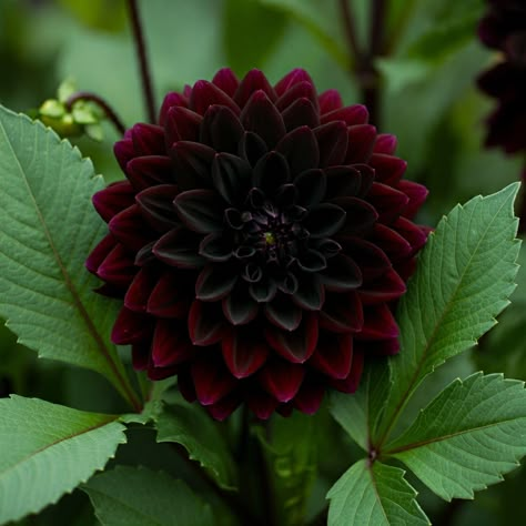 Dahlia Dark Spirit, Black Dahlia Aesthetic, Dark Colored Flowers, Dahlia Aesthetic, Black Dahlia Flower, Black Dalia, Dark Dahlia, Flower Outfits, Dahlia Black