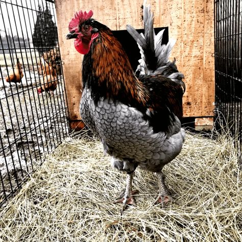 Keeping Multiple Roosters in a Flock | Meyer Hatchery Blog Heavy Bloomer Chicken, Chicken Flock, Meat Birds, Raising Farm Animals, Chicken Ideas, Backyard Flocks, Farm Fresh Eggs, Chickens And Roosters, Chicken Diy