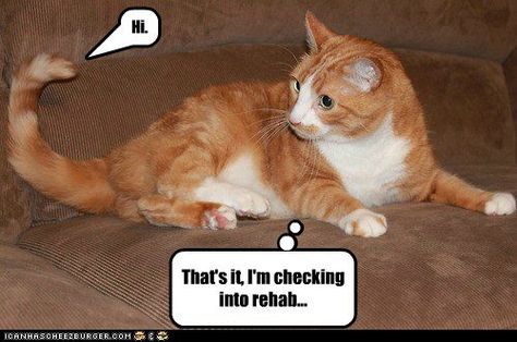 Skippy needs to cut back on the catnip. Serious Animal, Cat Cpr, Funny Animal Images, Pictures With Captions, Spoiled Brat, Silly Cats Pictures, Funny Cat Memes, Kittens Funny, Cat Quotes