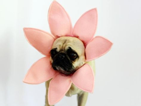 Diy Flower Costume, Costume Fleur, Diy Pet Costumes, Handmade Halloween Costumes, Great Halloween Costumes, Flower Costume, Diy Dog Costumes, Dog Clothes Diy, Basic Sewing