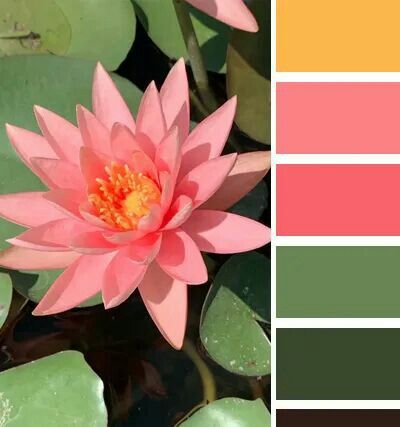 Tropical Colour Pallet, Flora Color Palette, Lotus Colour Palette, Lotus Flower Color Palette, Lotus Color Palette, Lotus Flower Colors, Color Wheel Projects, Color Cube, Colours That Go Together