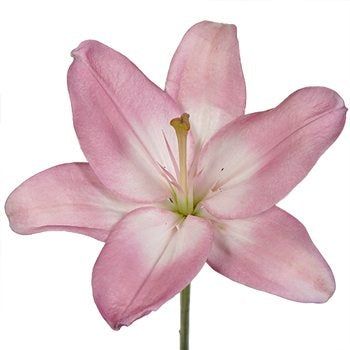 Trumpet Lily, Nothing But Flowers, Flower Care, Flower Packaging, Flower Therapy, Arte Inspo, Taffy, Wholesale Flowers, Pink Lily