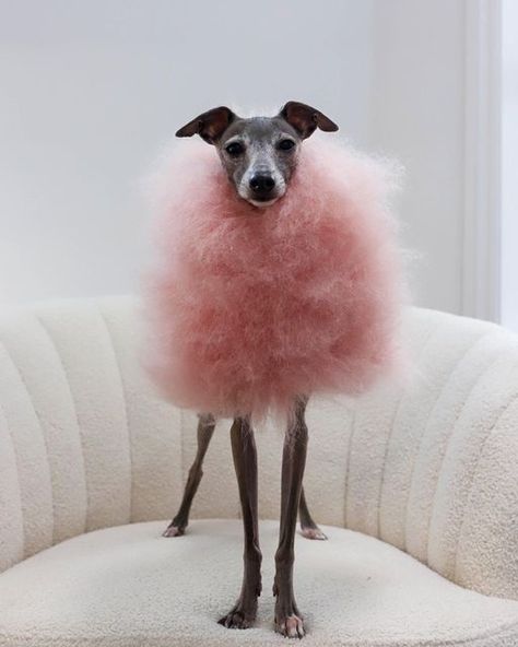 Italian Greyhound Clothes, Dapper Dogs, Animal Instinct, Fancy Dog, Fairy Floss, I Like Dogs, Pink Life, Dog Blog, Pet Fashion