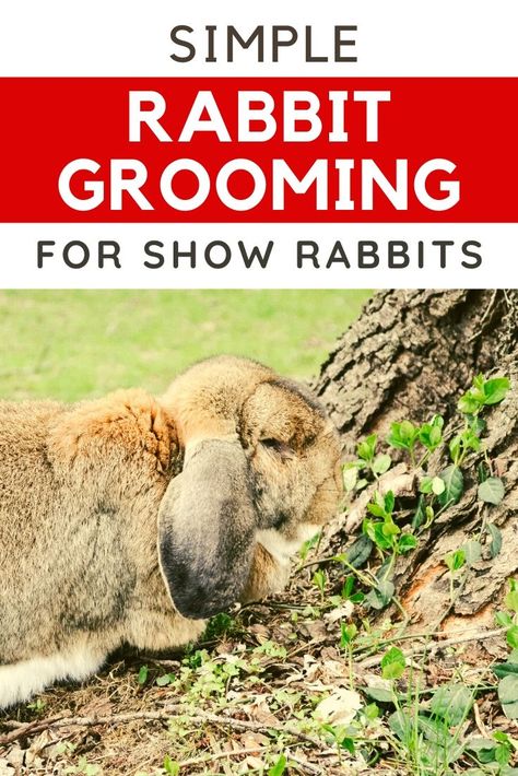 Ffa Rabbit Showing, Showing Rabbits In 4h, Rabbit Grooming, 4 H Clover, Show Rabbits, Rabbit Stuff, Outdoor Rabbit Hutch, Meat Rabbits, Rabbit Book