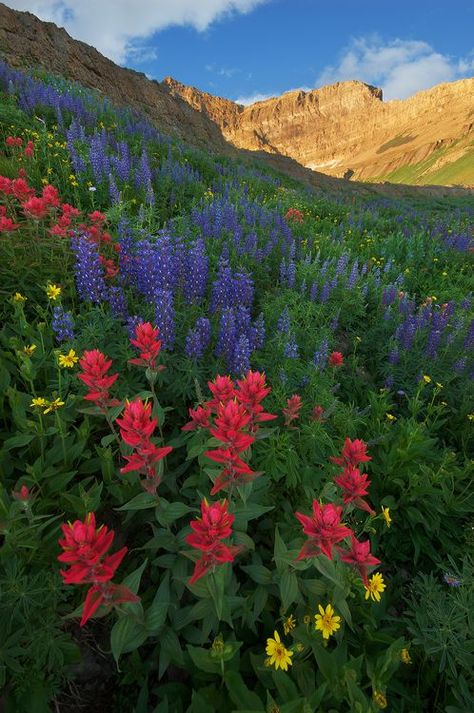 Idaho Wildflowers, Mountain Wildflowers, Wildwood Flower, Wildflowers Photography, Wildflower Field, Beautiful Scenery Pictures, Plant Guide, Outdoor Oasis, In The Mood