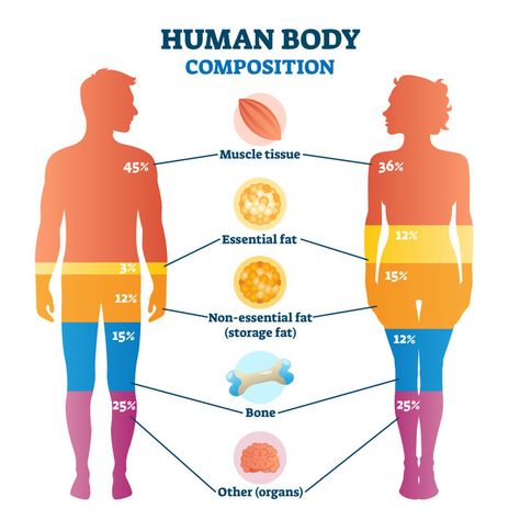 Women In Chemistry, Body Fat Measurement, Body Facts, Reduce Thigh Fat, Exercise To Reduce Thighs, Lose Thigh Fat, Lose Arm Fat, Biology Lessons, Info Graphics