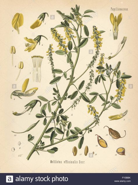 Tall yellow sweetclover or tall melilot, Melilotus altissimus (Melilotus officinalis). Chromolithograph after a botanical illustration from Hermann Adolph Koehler's Medicinal Plants, edited by Gustav Pabst, Koehler, Germany, 1887. Clover Botanical Illustration, Saffron Plant, Clover Plant, Sweet Clover, British Garden, Botanical Illustration Vintage, Funny Tattoos, Plant Painting, Illustration Poster