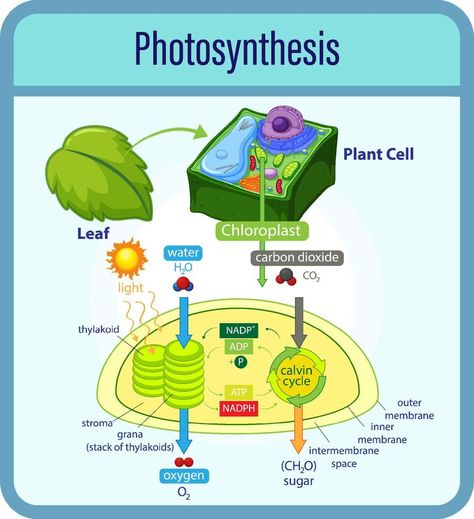 Carbon Dioxide Cycle, Photosynthesis Diagram, Animal Cell Anatomy, Process Of Photosynthesis, Photosynthesis Activities, Plant Cell Diagram, Industry Building, Cell Diagram, Plant Activities