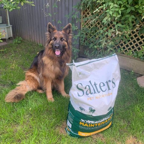 Salters Dog Food on Instagram: “This is Harley a German Shepherd who adores our maintenance food. It’s perfect for maintaining a heathy coat and given all dogs the perfect…” Harmful Food For Dogs, Can Dogs Eat Mushrooms, Dog Food Supplements, Can My Dog Eat That?, Farmina Dog Food, Animal Nutrition, German Shepherd, Dog Food Recipes, Coconut