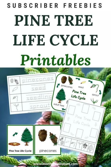 Pine Tree Life Cycle – Free Printables - Montessori Nature Preschool Life Cycle Activities, Tree Life Cycle, Nature Printables, Trees For Kids, Preschool Garden, Unit Studies Homeschool, Life Cycles Activities, Tree Study, Nature School