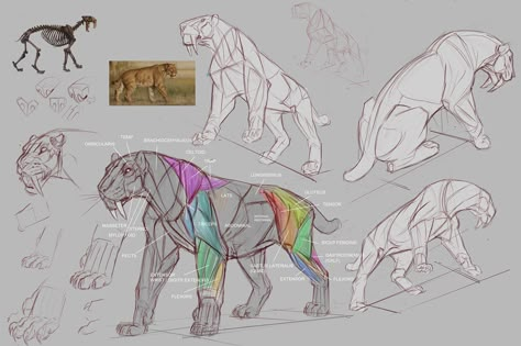 Feline Anatomy, Cat Anatomy, Animal Skeletons, Animal Illustration Art, Cat Sketch, Animal Study, Prehistoric Art, Tiger Art, Character Sketches