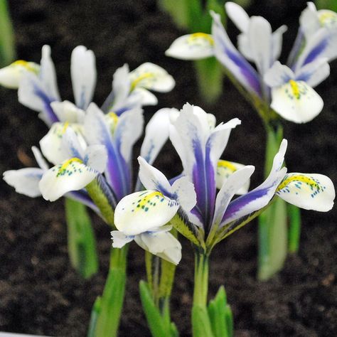 Iris reticulata 'Eye Catcher' - Rose Cottage Plants Part Sun Perennials, Iris Reticulata, Spring Blooming Flowers, Dutch Iris, Cranesbill Geranium, Deer Resistant Perennials, Herb Garden Kit, Drought Tolerant Perennials, Wild Baby