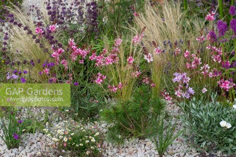 Verbena Rigida, Convolvulus Cneorum, Planting Combinations, Gravel Garden, Plant Photography, Front Garden, Beautiful Gardens, Planting, Garden Plants