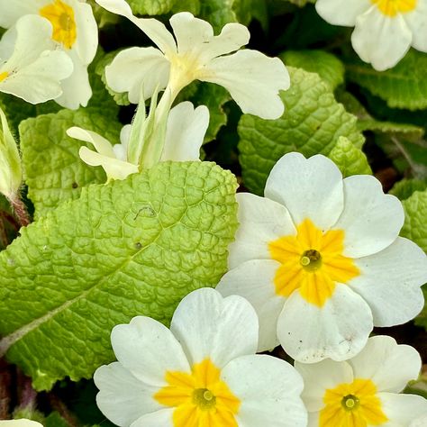 Primrose Flower Photography, Primrose Flower, English House, Flower Photography, Flowers Photography, Spring Flowers, Plants, Flowers, Photography