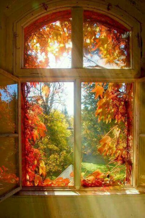 Ok...THAT'S pretty! An Open Window, Autumn Scenes, Autumn Scenery, Window View, Autumn Beauty, Through The Window, Open Window, Fall Pictures, Autumn Aesthetic