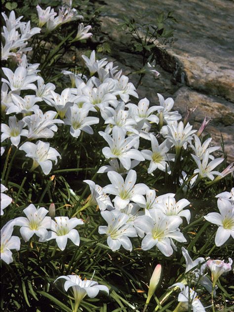 White Lilies Aesthetic, Genya Aesthetic, Lilian York, Lilies Aesthetic, Wild Lilies, Flower Garden Aesthetic, Lily Aesthetic, Lilies White, Flower Garden Ideas