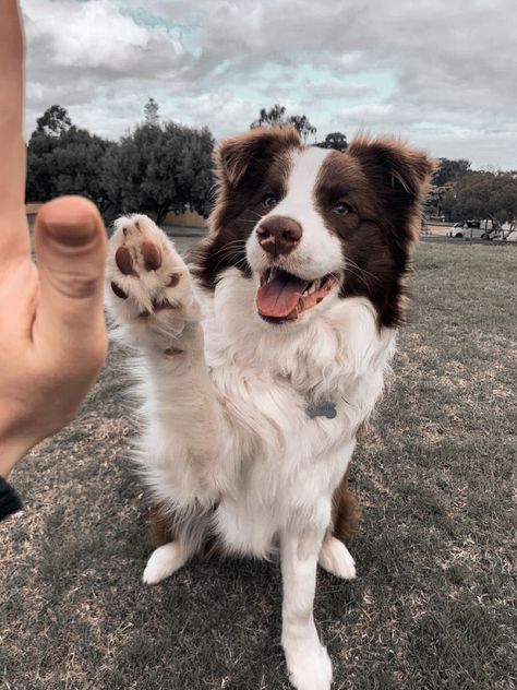 Nellie Nelson, Nick Nelson Aesthetic, Border Collie Aesthetic, Brown Border Collie, Miniature American Shepherd, American Shepherd, Nick Nelson, Crazy Dog Lady, Pretty Dogs