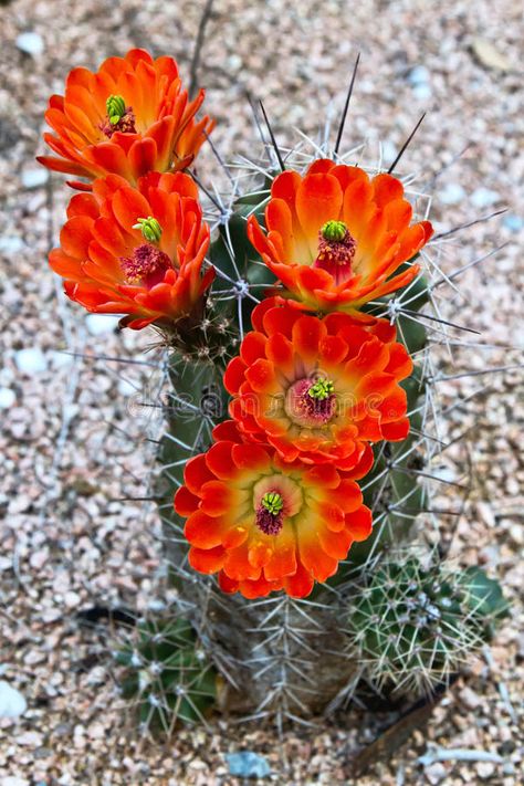 Red Cactus Flower, Claret Cup Cactus, Hedgehog Cactus, Flower References, Red Cactus, Cactus Photography, Cactus Tattoo, Blooming Cactus, Orange Garden