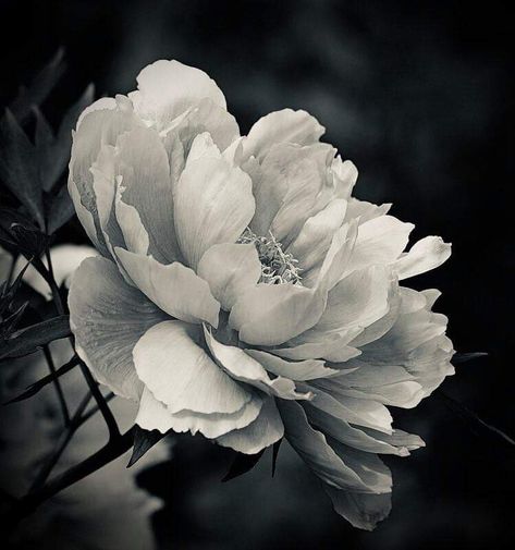 Black And White Photography Portraits, Peony Drawing, Floral Tattoo Sleeve, Art Theory, Floral Tattoo Design, Floral Drawing, Black And White Flowers, Trendy Flowers, Floral Photography