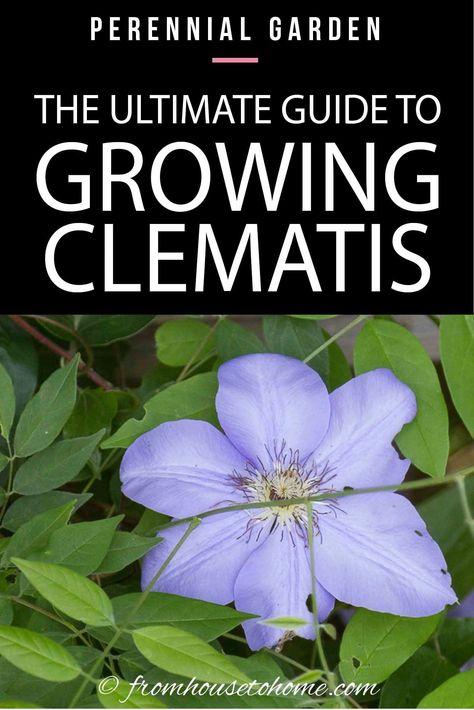 Pruning Clematis, Growing Clematis, Clematis Care, Clematis Varieties, Blue Clematis, Autumn Clematis, Clematis Plants, Clematis Flower, Clematis Vine